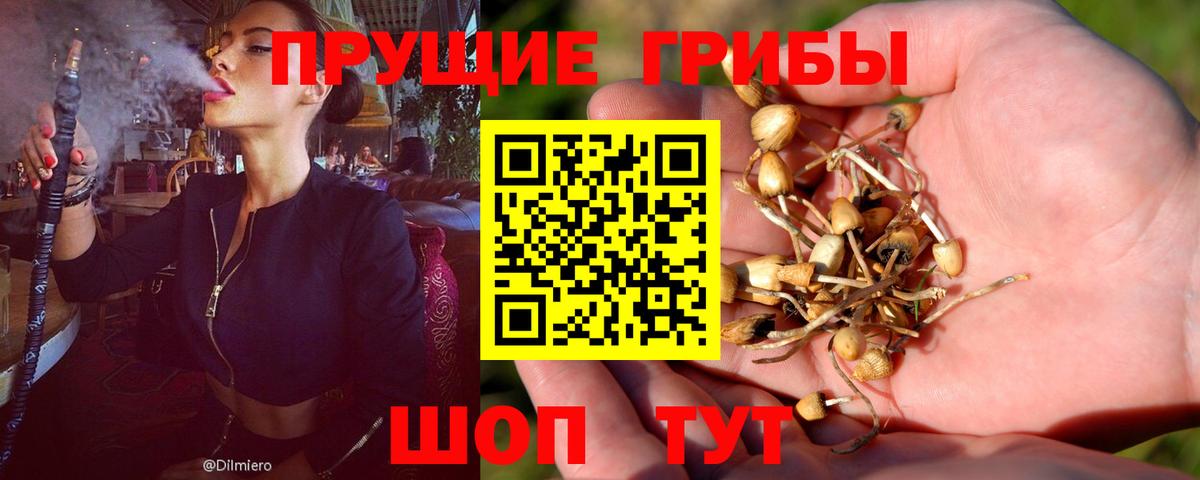Галлюциногенные грибы Psilocybine cubensis  Вход с VPN  Томск 